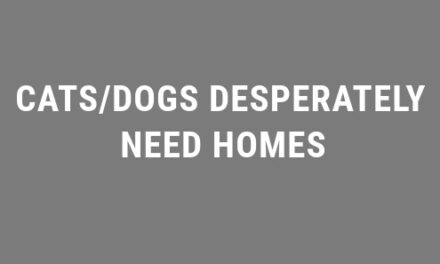 CATS/DOGS DESPERATELY NEED HOMES